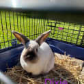 Photo of Pancake & Popcorn