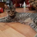 Photo of Tinsel