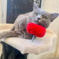 Photo of Scritchy Located In Preston