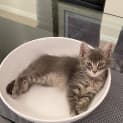 Photo of Cumin