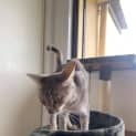 Photo of Chilli
