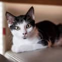 Photo of Dusty ~ 14 Week Old Female Kitten