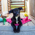 Photo of Minnie ~ Kelpie X Puppy (Eval Enquiries 15/2/21)