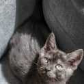 Photo of Arthur ~ 12 Week Old Kitten 