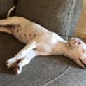 Photo of Pixie