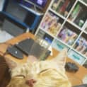 Photo of Teddy