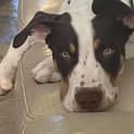 Photo of Rex