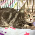Photo of Stella