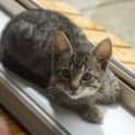 Photo of Riley ^Dandy Cat Rescue^