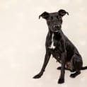 Photo of Shola