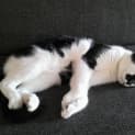Photo of Haku
