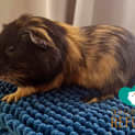 Photo of Archie (Desexed Male)