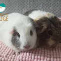 Photo of Flopsy And Cottontail 