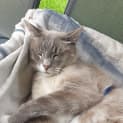 Photo of Hank ~ 6 Y/O Ragdoll X (On Trial 14/3/21)
