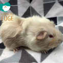 Photo of Flat White (Desexed Male)