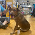 Photo of Harvey