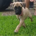 Photo of Hiccup