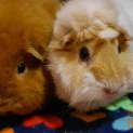 Photo of Lizzie And Lucy