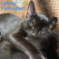 Photo of Lollipop Fluffmuppet ^Dandy Cat Rescue^
