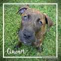 Photo of Quinn