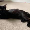 Photo of Ember