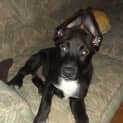 Photo of Diesel