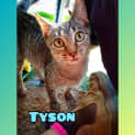 Photo of Tyson