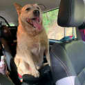 Photo of Smiley