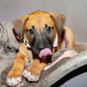 Photo of Harper ~ Mastiff X Puppy (On Hold Pend. Yc 29/3/21