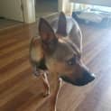 Photo of Rosie ~ 1yr Old Cattle Dog X(on Trial 5/4/21)