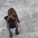 Photo of Porsha ~ Staffy X Puppy(on Trial 25/3/21)