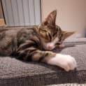Photo of Bandit