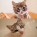 Photo of Jackson ~ 12 Week Old Kitten (On Trial 19/4/21)