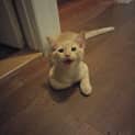 Photo of Champy