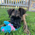 Photo of Evie ~ Wolfhound X Puppy(on Trial 07/4/21)