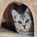 Photo of Isabella