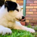 Photo of Hank ~ Jr X Husky Puppy (Rev. Apps 30/3/21)