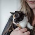 Photo of Bindi ~ 10 Week Old Kitten (On Trial 19/4/21)