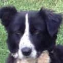 Photo of Cooper ~ 5yo Border Collie