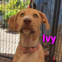 Photo of Ivy