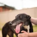 Photo of Ruby ~ 4yr Old Greyhound(on Trial 01/05/21)