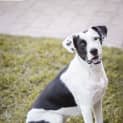 Photo of Harlow ~ 1yr Old Mastiff X(on Trial 12/09/21)