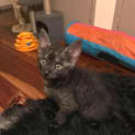 Photo of Geno