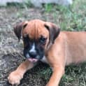 Photo of Dash ~ Boxer X Mastiff Puppy(on Trial 14/4/21)
