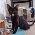 Photo of Zorro (Zora)
