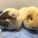 Photo of Felix And Thumper
