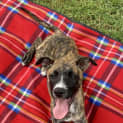 Photo of Elina ~ Kelpie X Puppy(on Trial 22/4/21)