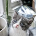 Photo of Miel ~ 7 Week Old Female Kitten