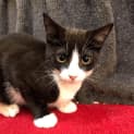 Photo of Alfie   Located In Clifton Hill
