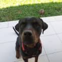 Photo of Max